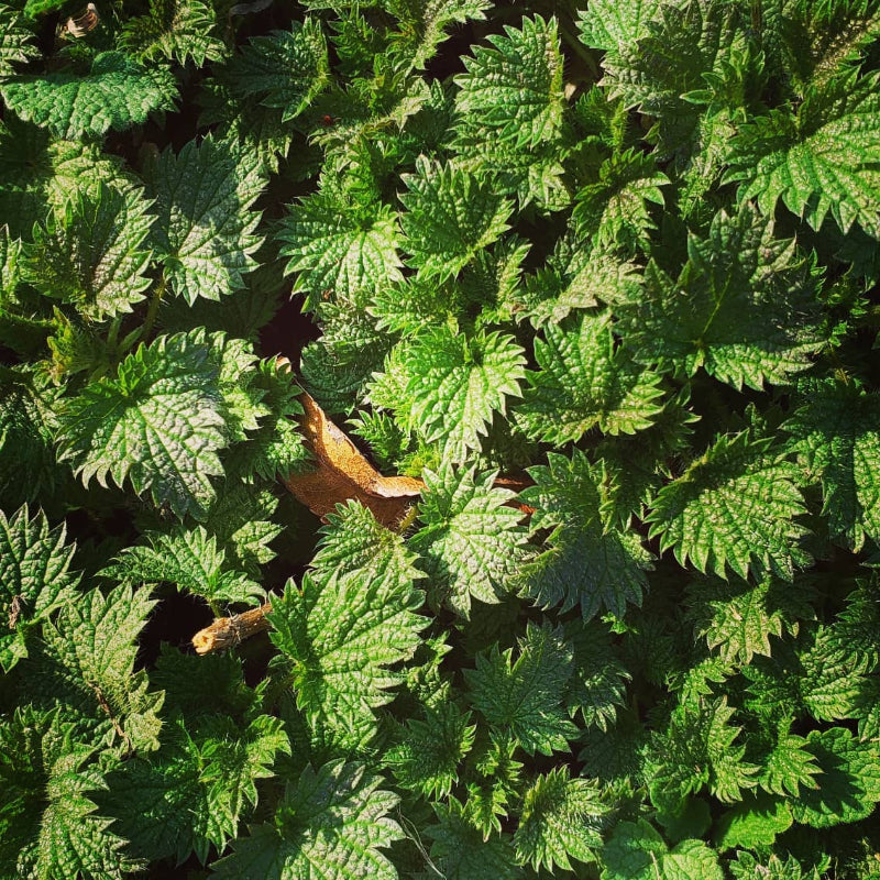 March 21st 10-2ish pm - Spring Permaculture Workshop &amp; Equinox Celebration