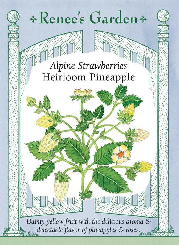pineapple strawberry plants Alpine Strawberries Heirloom Pineapple Seeds