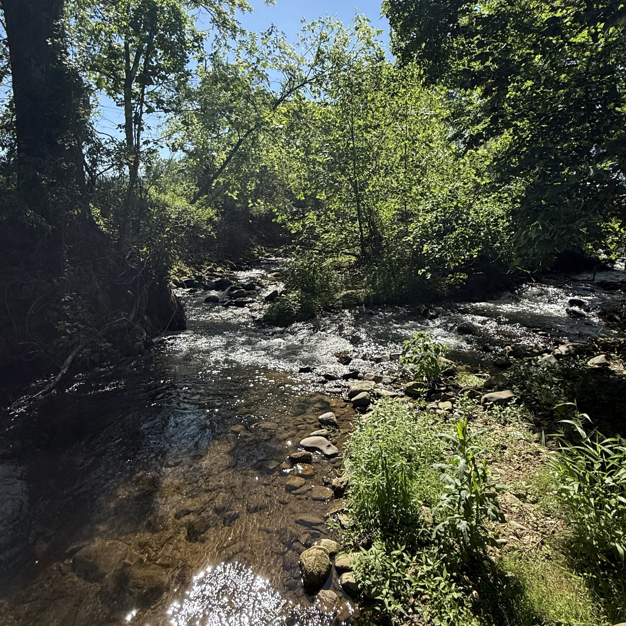 Stream flowing through a forest with clear water and greenery
