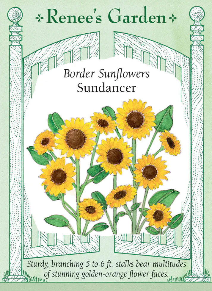 Sundancer Sunflower
