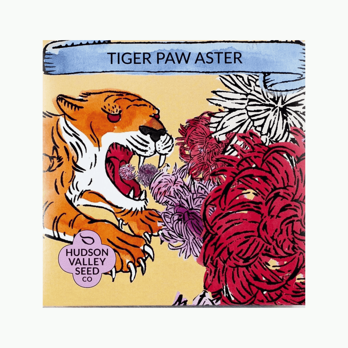 Tiger Paw Aster Seeds