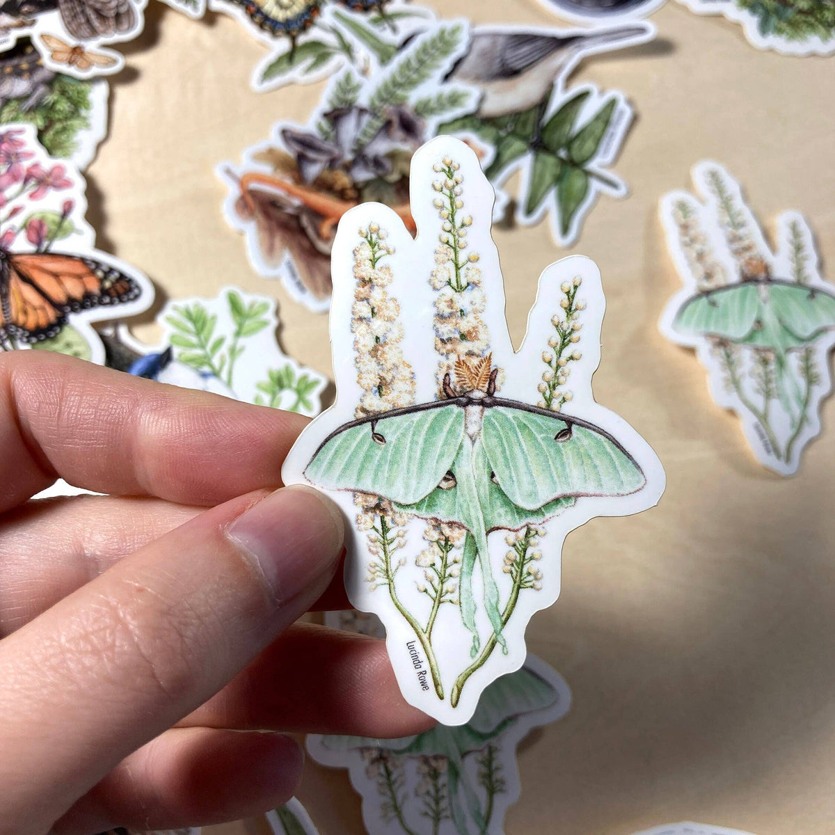 Luna Moth, Vinyl Sticker