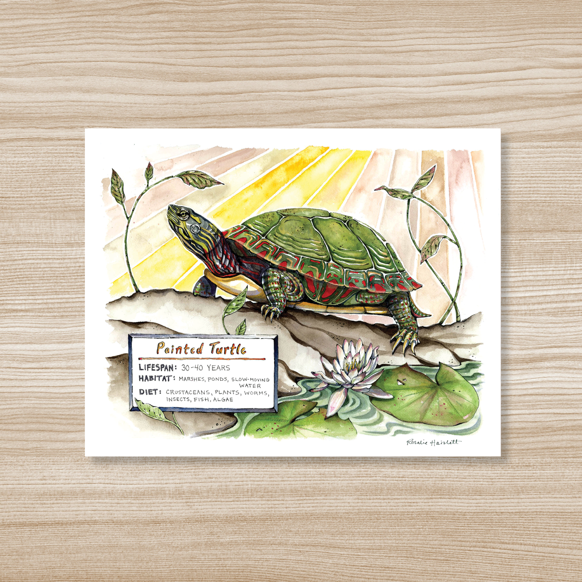 Painted Turtle - Watercolor Art Print