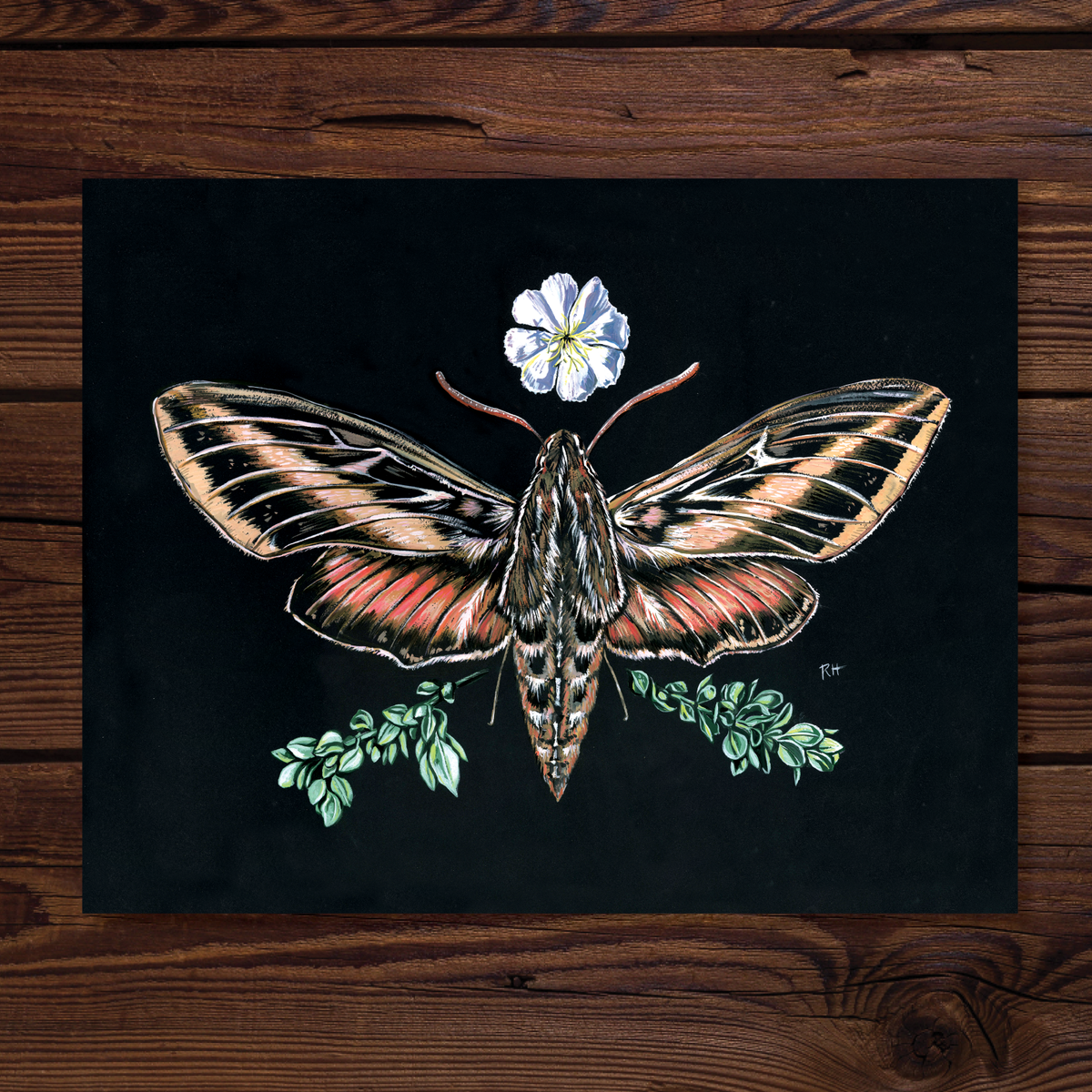 Sphinx Moth &amp; Primrose - Fine Art Print