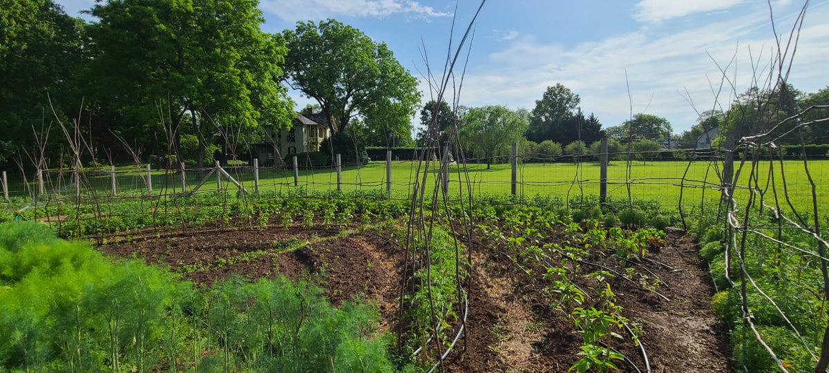 Vegetable &amp; Herb Gardening 101 with Joneve Murphy