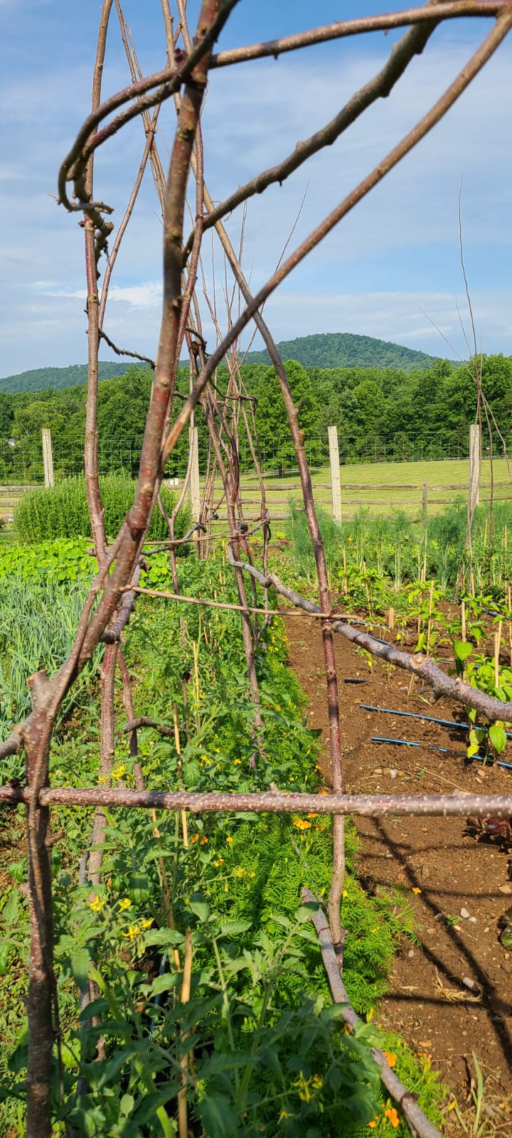 Art in the Garden and Natural Structure Building with Joneve Murphy