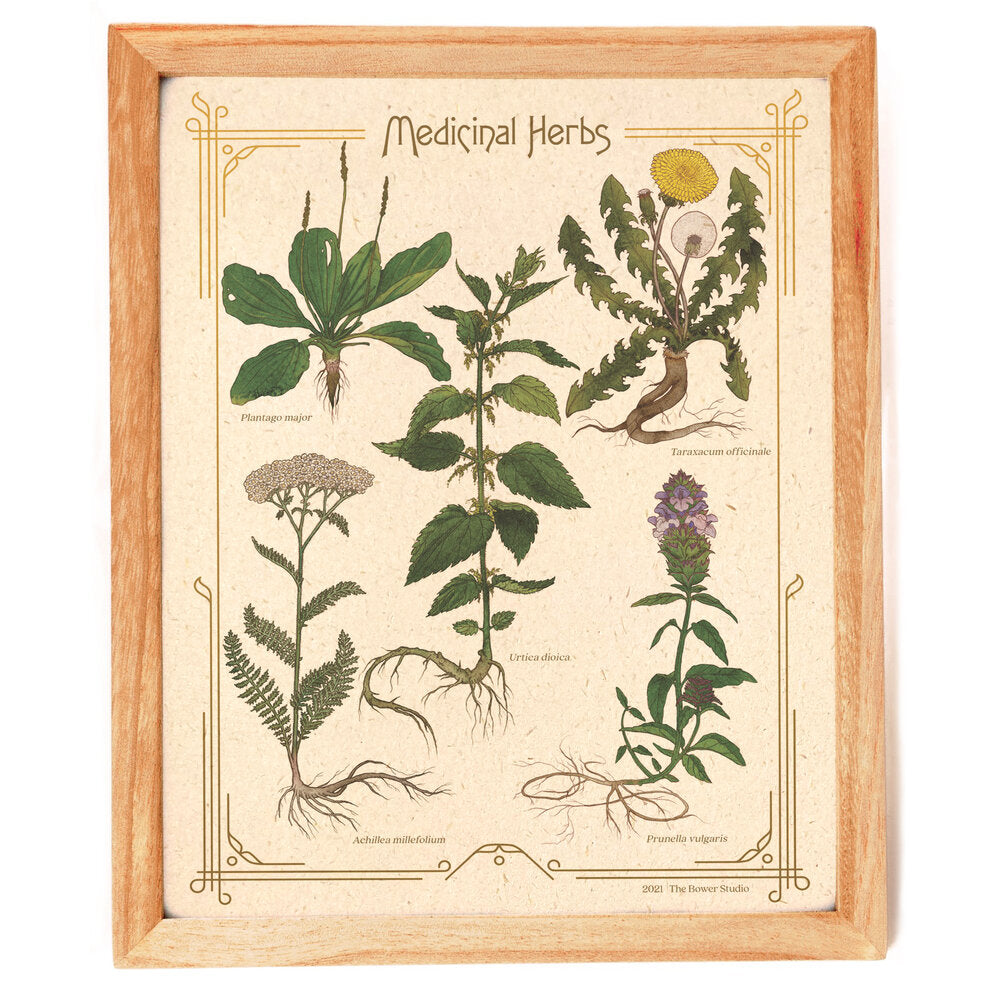 Medicinal Herbs (8" x 10" Print)