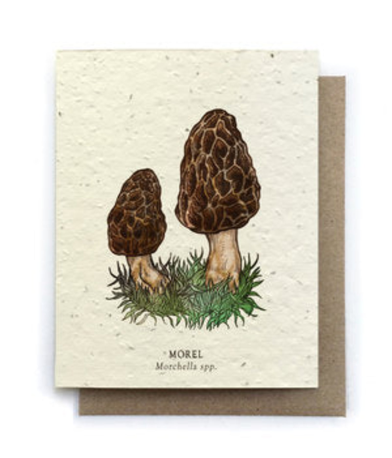 Morel Wild Mushroom Plantable Herb Seed Card