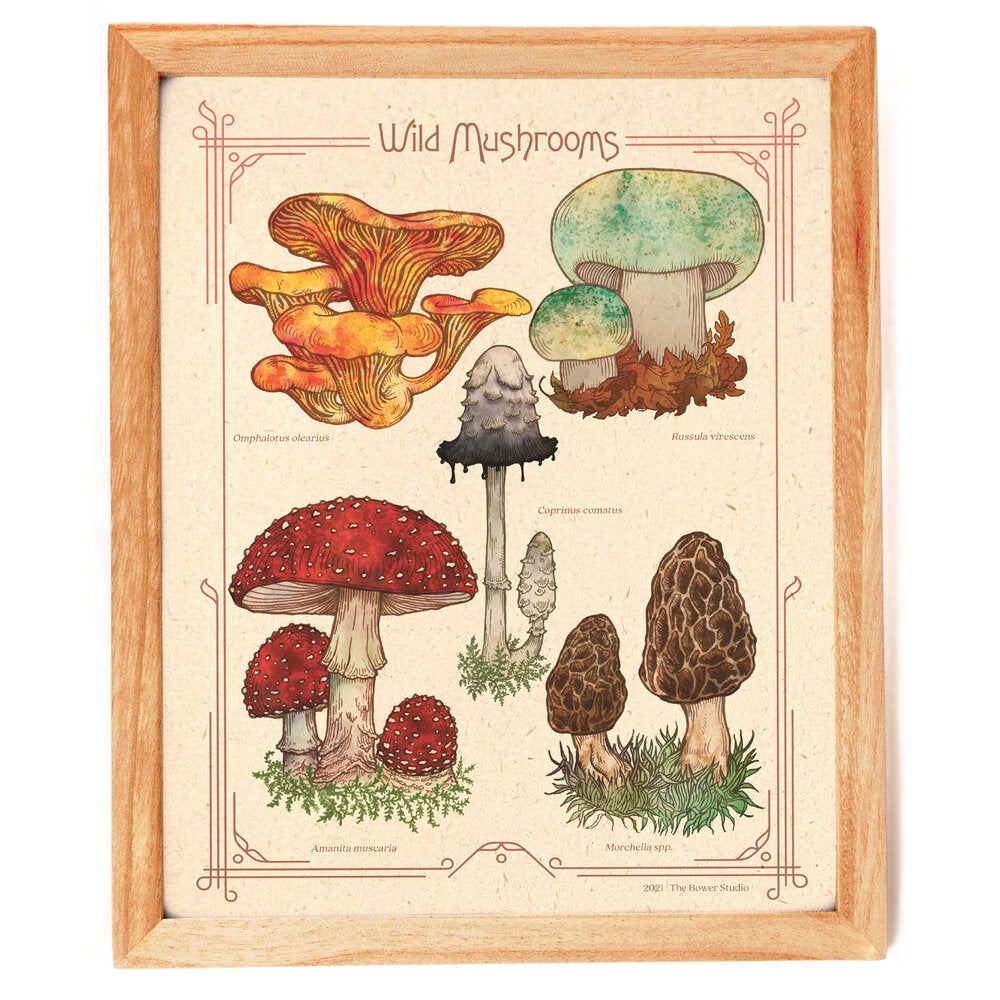 Wild Mushrooms (8&quot; x 10&quot; Print)