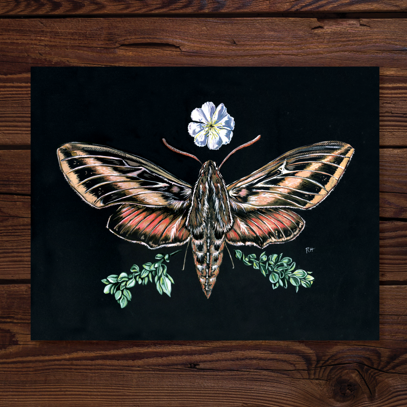 Sphinx Moth & Primrose Watercolor Art Print by Rosalie Haizlett