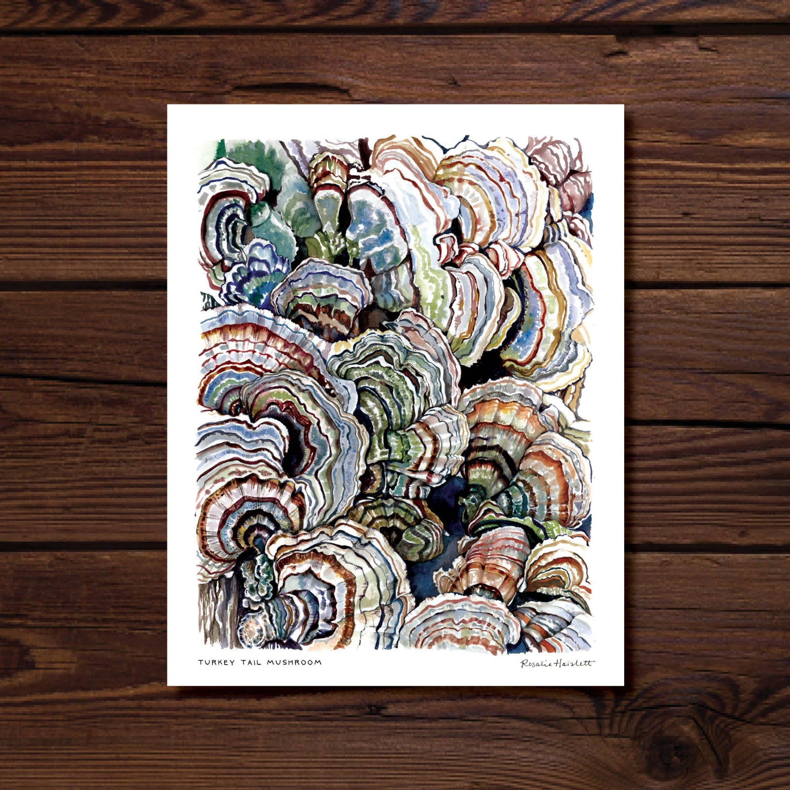 Turkey Tail Mushroom Watercolor Art Print by Rosalie Haizlett