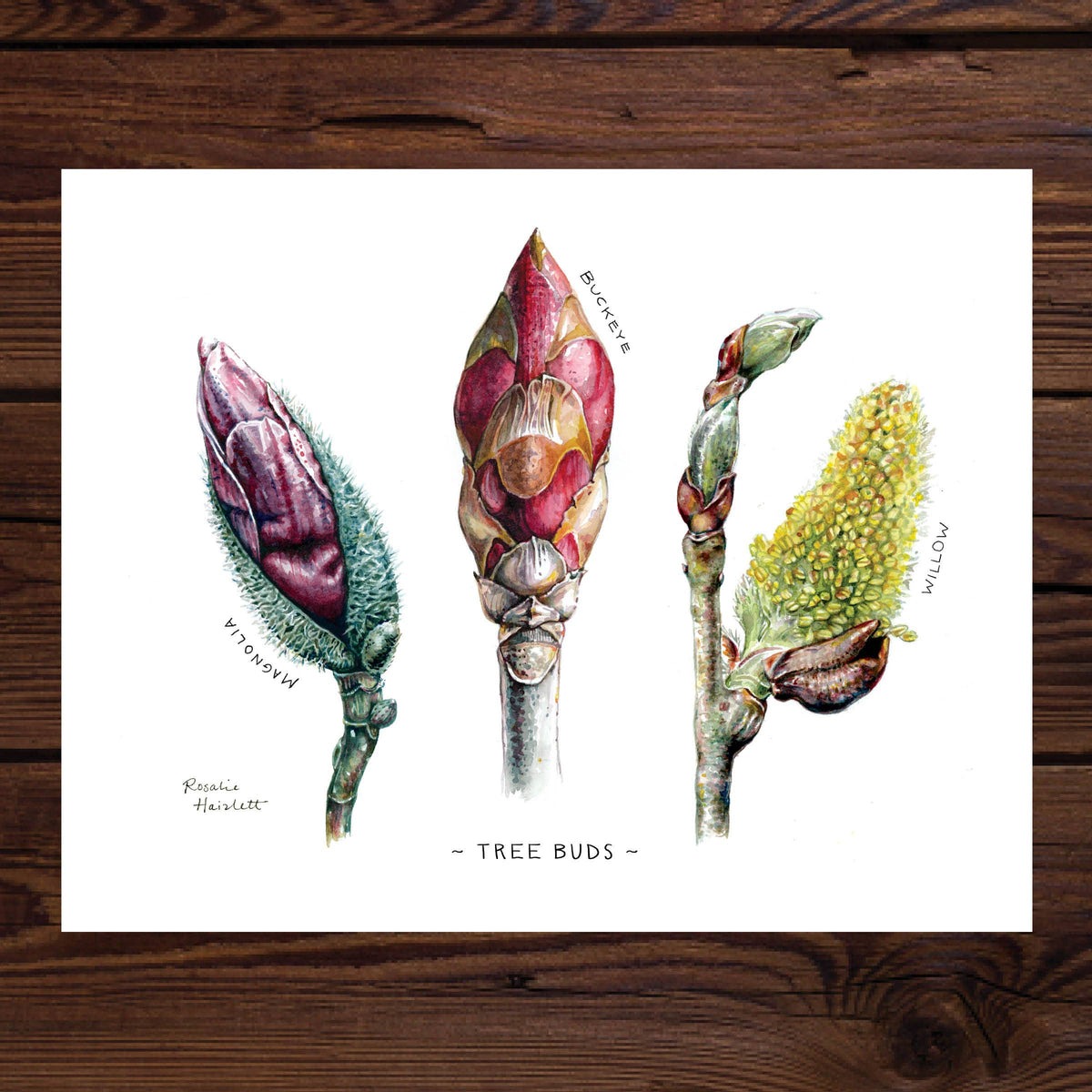 Tree Buds Watercolor Art Print