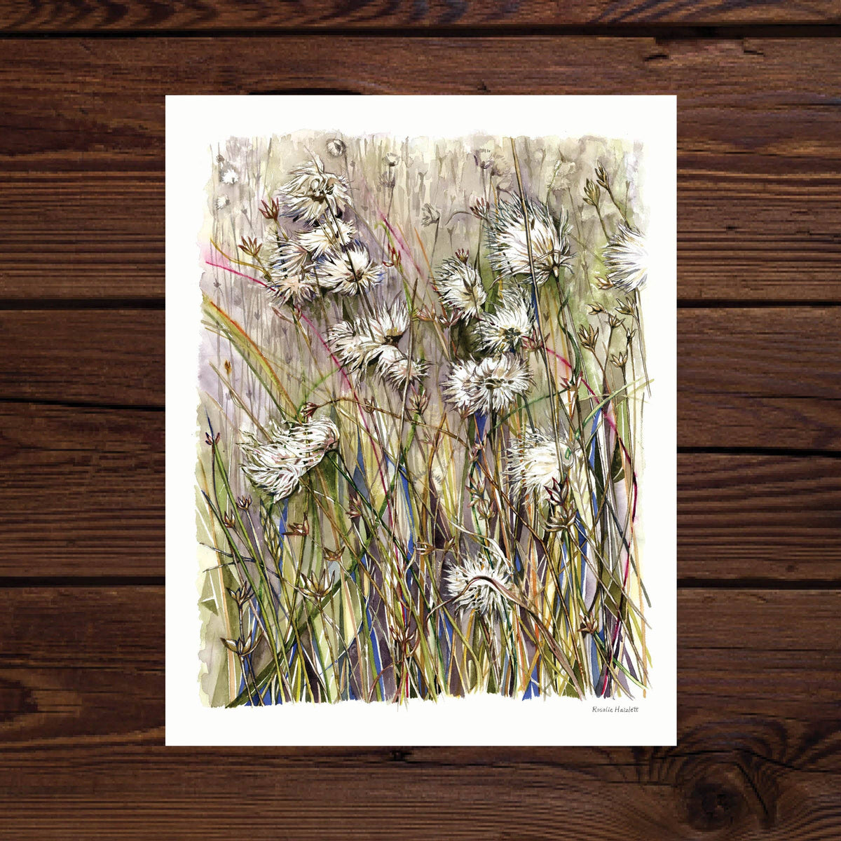 Field of Cottongrass Watercolor Art Print