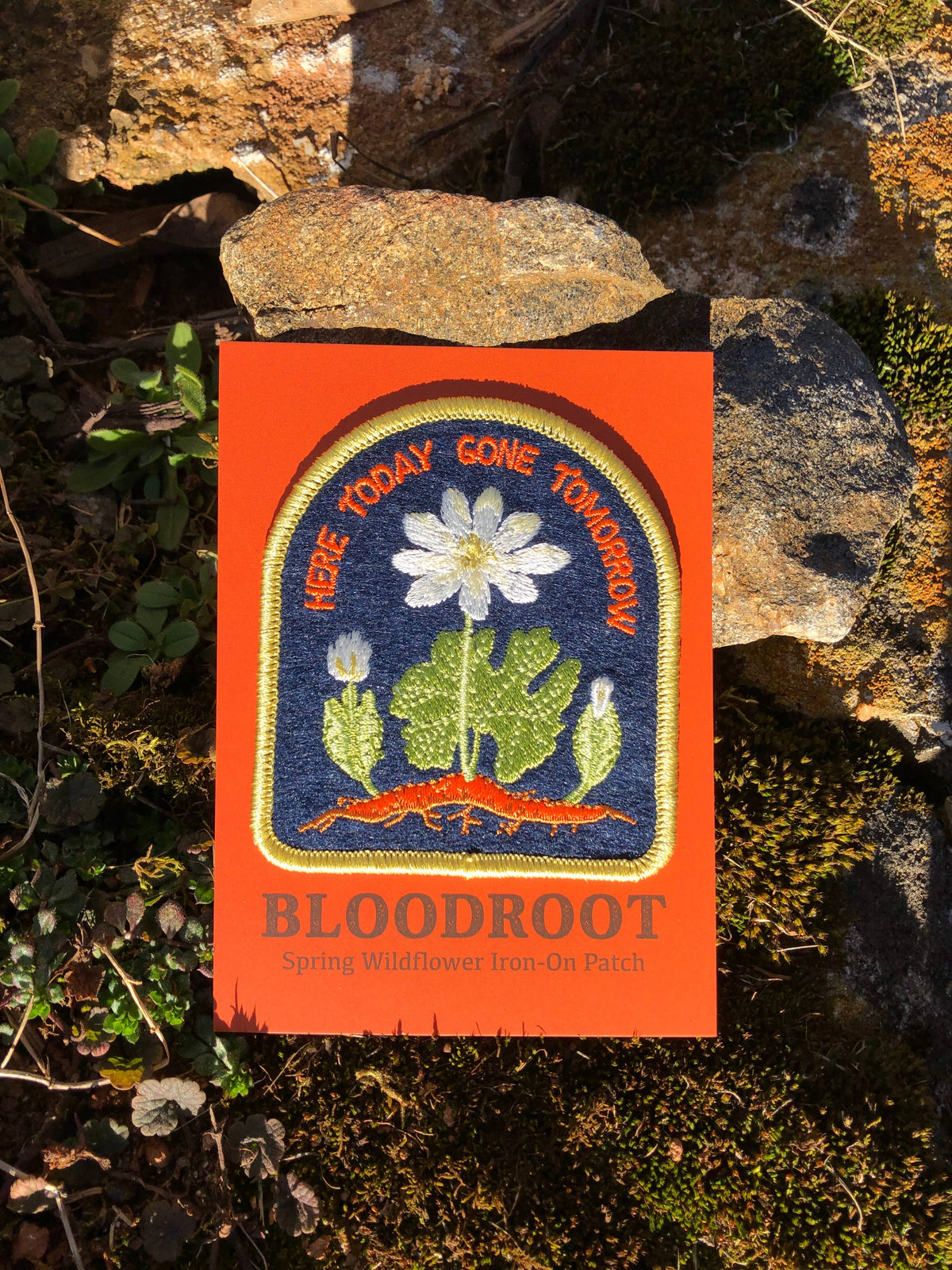 Bloodroot Patch