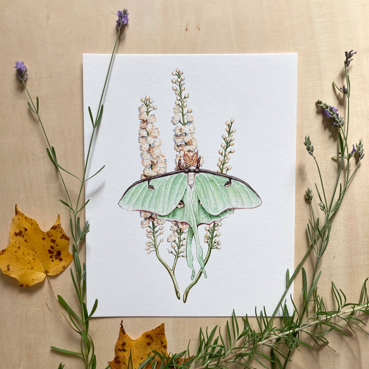 Luna Moth on Black Cohosh (8&quot; x 10&quot; Giclee Print)